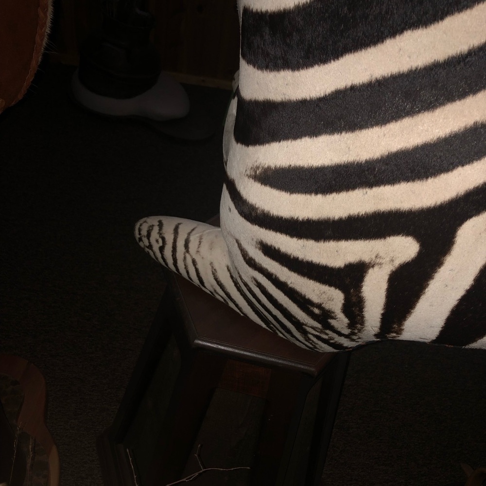 Zebra - Picture 8 of 11